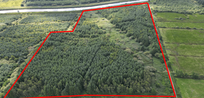 c.88 Acres of Forestry – Ardcanaught, Castlemaine, Co. Kerry